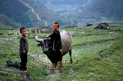 Trẻ em chăn trâu